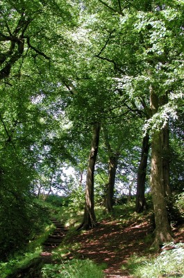 Killoch Glen in summer
Looking up the footpath in Killoch Glen.  [url=http://www.streetmap.co.uk/streetmap.dll?G2M?X=247745&Y=657985&A=Y&Z=3/]Map location.[/url]

