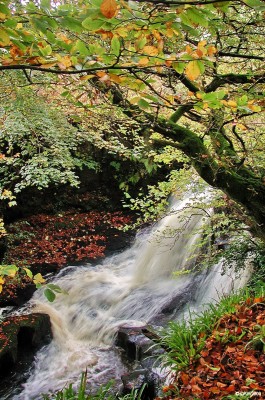 Killoch Glen, Autumn
One of the waterfalls at the top end of Killoch Glen.  [url=http://www.streetmap.co.uk/map.srf?X=247810&Y=658002&A=Y&Z=120/] Map location. [/url]

