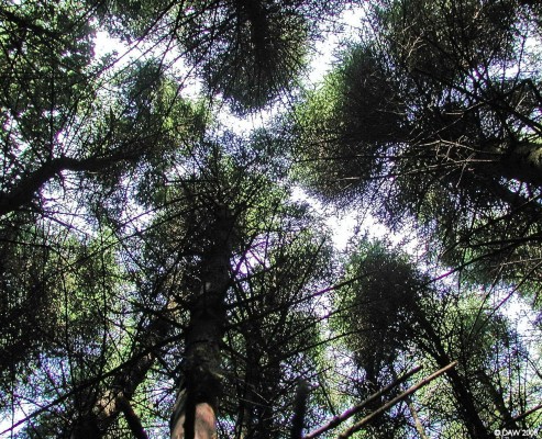 Knockenae Plantation, East Renfrewshire
Ever feel like the world is closing in on you?  Looking directly up at the sky amongst the closely planted conifers in Knockenae Plantation south of Neilston.  [url=http://www.streetmap.co.uk/streetmap.dll?G2M?X=245245&Y=654305&A=Y&Z=120/] Map location. [/url]
