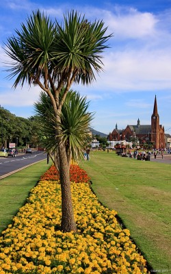 Largs seafront, summer 2009
Palm trees along the sea front at Largs with St Columba's Church in the background. [url=http://www.streetmap.co.uk/map.srf?X=220238&Y=659856&A=Y&Z=120/] Map location. [/url]
