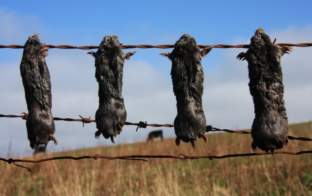 Late Moles
Spotted on an unmarked road in the depths of the Mull of Galloway.  There were actually about 30 moles hanging on the fence, this farmer doesn't seem to like moles.
