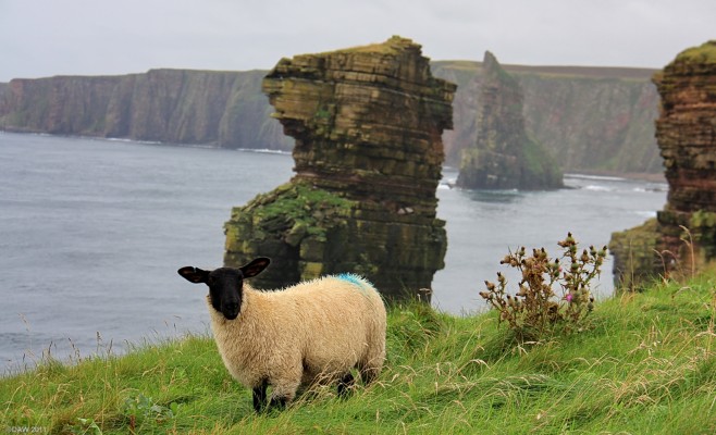 Life at the Edge, Caithness
Duncansby Head with the stacks of Duncansby in the background. [url=http://www.streetmap.co.uk/map.srf?X=340624&Y=972870&A=Y&Z=115/] Map location. [/url]
