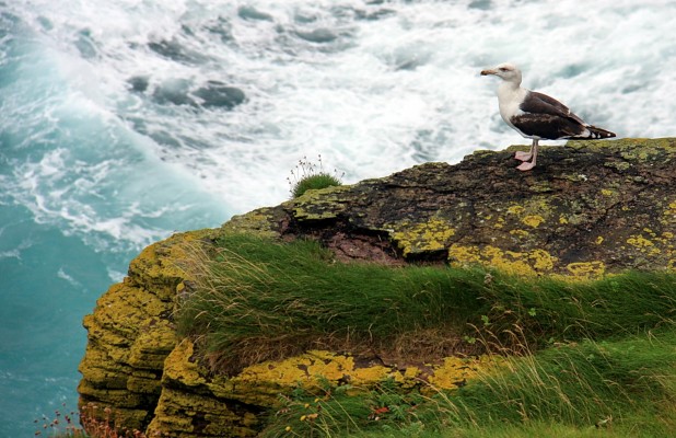 Life on the edge, Caithness
A Herring Gull surveys the scene at Duncansby Head, Caithness. [url=http://www.streetmap.co.uk/map.srf?X=340076&Y=972446&A=Y&Z=115/] Map location. [/url]
