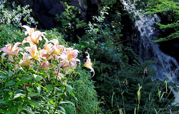 Lillies, Dunvegan Castle Garden
The water garden at Dunvegan Castle. [url=http://www.streetmap.co.uk/map.srf?X=124856&Y=848995&A=Y&Z=115/] Map location. [/url]
