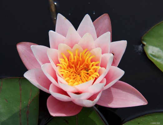 Castle Gordon Garden, Moray

