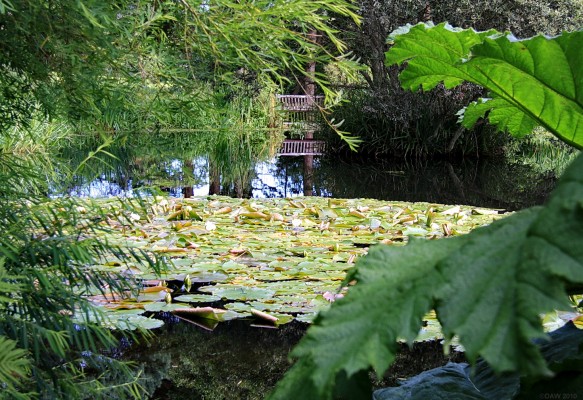 St Andrews Botanic Garden
The Lilly pond at [url=http://www.st-andrews.ac.uk/~gdk/stabg_new/index.html/] St Andrews Botanic Garden. [/url]
