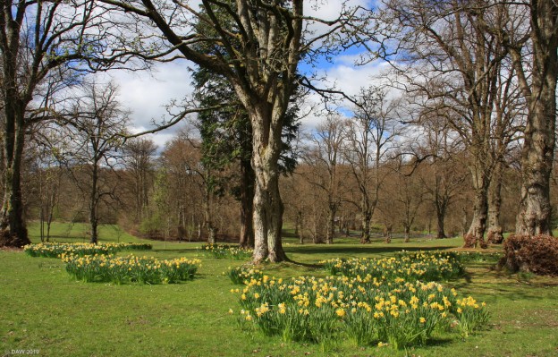 Linn Park in spring
Linn park consists of some 200 acres of mostly woodland walks along the river cart.
