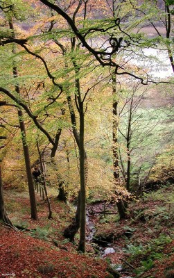 Autumn Colours, Loch Libo
Loch Libo through the trees.  [url=http://www.streetmap.co.uk/map.srf?X=243249&Y=655709&A=Y&Z=115/] Map location. [/url]
