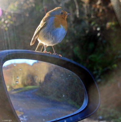 Through the window
An inquisitive Robin on the shores of Loch Lomond.
