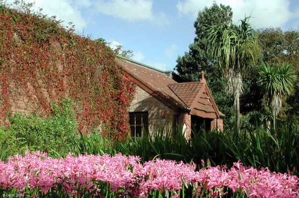 Logan Gardens, Mull of Galloway
