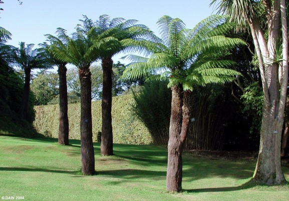 Logan Gardens, Mull of Galloway
Associated with the Royal Botanical gardens in Edinburgh (www.rbge.org.uk), Logan is probably Scotland's most exotic garden due to its location in the most south westerly point of Scotland where the climate is influenced by the gulf stream.   The garden contains plants you wouldn't normally associate with this latitude.
