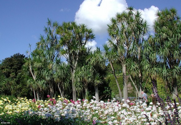 Logan Botanic Gardens
Summer colour at Logan [url=http://www.rbge.org.uk/the-gardens/logan/] Botanic gardens [/url].  From Glasgow its a long drive down to the Mull of Galloway to get here, but well worth the effort.  On a summer day like this you might think you are in a different place with the palm trees swaying gently in the breeze.

