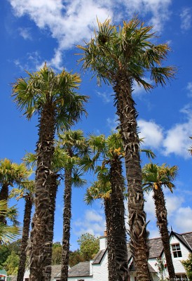 Logan Botanic Gardens, Mull of Galloway
Not a typical Scottish scene, but this is what the visitor to [url=http://www.rbge.org.uk/the-gardens/logan/] Logan Gardens [/url] is confronted with at the entrance. 


