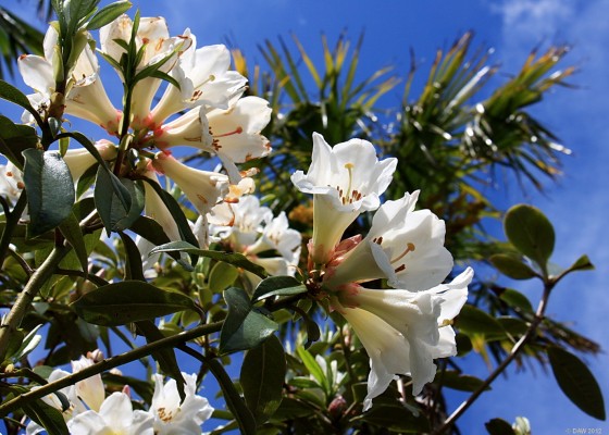 Logan Botanic Gardens, Mull of Galloway
Looks like a rhododendron but I could be wrong.
