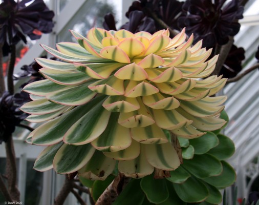 Logan Botanical Garden, Mull of Galloway
[url=http://streetmap.co.uk/map.srf?X=209635&Y=542658&A=Y&Z=115/] Map location. [/url]
