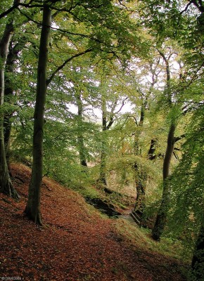Looking down Killoch Glen
The trees are just starting to turn in this Autumn view of Killoch Glen. [url=http://www.streetmap.co.uk/map.srf?X=247840&Y=657991&A=Y&Z=120/] Map location. [/url]
