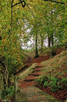 Killoch Glen footpath
Looking up the footpath at Killoch Glen in Autumn.  [url=http://www.streetmap.co.uk/map.srf?X=247800&Y=657987&A=Y&Z=120/] Map location. [/url]
