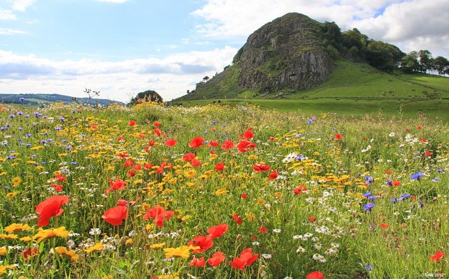 Loudoun Hill, East Ayrshire
Loudoun Hill near Darvel rises steeply to 316 metre giving a commanding 360 degree view.  The Battle of Loudoun hill took place nearby in 1307 when Robert the Bruce defeated an English army of 3,000 with only around 600 men.  [url=http://www.streetmap.co.uk/map.srf?X=261220&Y=637832&A=Y&Z=115/] Map location. [/url]
