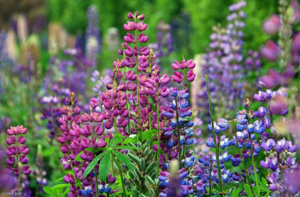 Luppins, Pitmedden Gardens
Some summer colour on a dull day at Pitmedden Gardens in Abderdeenshire.
