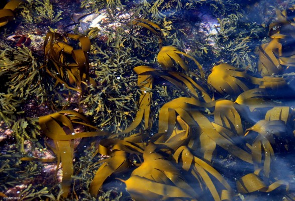 Maidens Harbour Life
What you see if you look over the side into the clear water at Maidens Harbour, Ayrshire. [url=http://www.streetmap.co.uk/map.srf?X=221080&Y=608285&A=Y&Z=120/] Map location. [/url]
