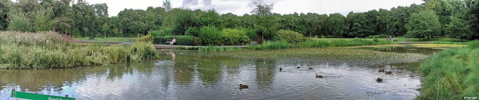 The pond in Summer, Maxwell Park
When I was a boy this was your usual concrete lined pond with nothing more than a few ducks in but since then the Parks Department has made the bold move of making it more 'natural'.  It might look a bit untidy at times but I think its all the better for it.  [url=http://www.streetmap.co.uk/map.srf?X=256562&Y=662937&A=Y&Z=115/] Map location. [/url]

