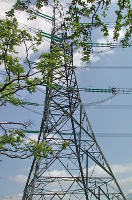 May, ZP12
ZP12 proves that its possible to be a Pylon and be 'green' as it seemlessly blends in with the trees on the Uplawmoor road.  [url=http://www.streetmap.co.uk/streetmap.dll?G2M?X=245315&Y=656075&A=Y&Z=3]Map location[/url]
