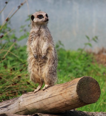 Meercat, Galloway Wildlife Park, Kirkcudbright
Taken in 2009, sadly the Galloway Wildlife park has since closed
