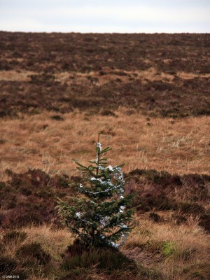Merry Christmas
Spotted on the road between Straiton and Glentrool village.
