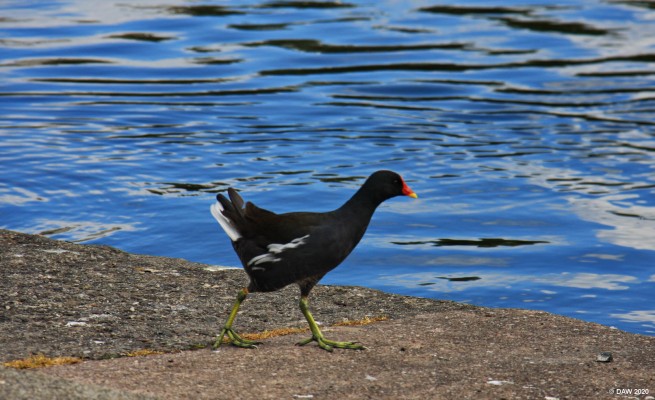 Moor Hen, Victoria Park, Glasgow
