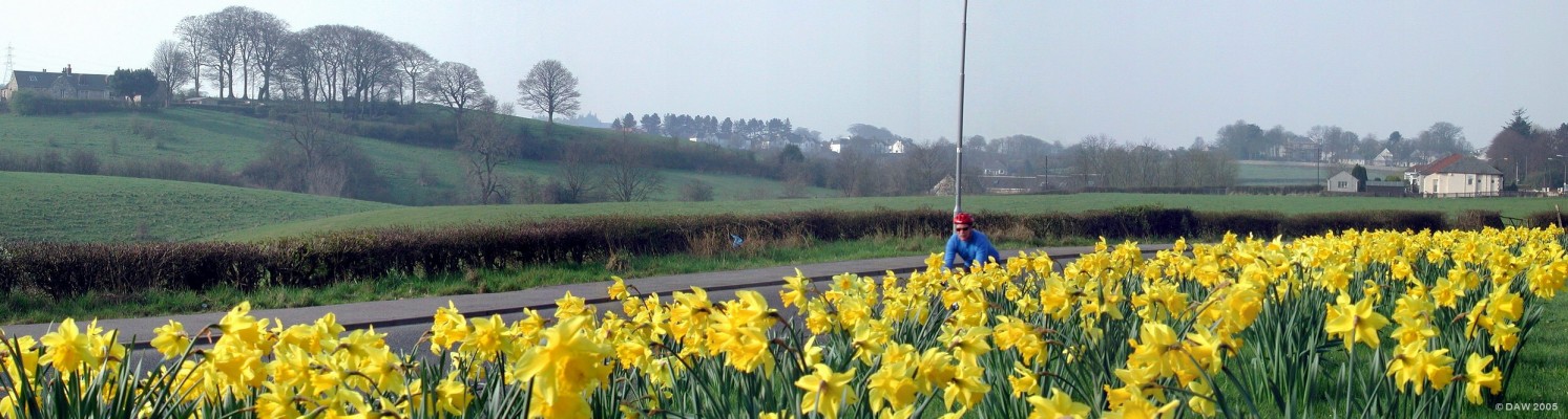 Daffodils, Neilston Cemetery, Spring 2005
Neilston Cemetery is actually closer to Barrhead than Neilston, being built around 1878 due to the increasing population of Neilston.  This picture is taken at the top entrance on Neilston Road, looking back up towards Neilston.  In the centre the white houses of Springfield road can be seen and on the right the Nether Kirkton development can just about be seen amongst the trees.   http://www.netherkirkton.com
