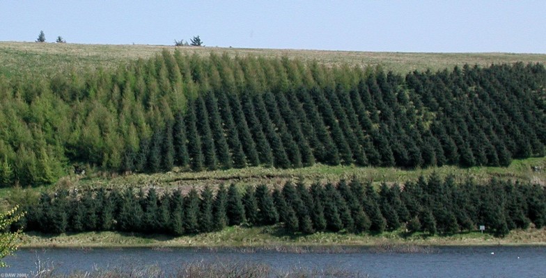 East Renfrewshire Community Woodland
Tree plantings on the side of the Neilston Pad with Craighall Dam in the foreground.  [url=http://www.streetmap.co.uk/streetmap.dll?G2M?X=247070&Y=655125&A=Y&Z=3/]Map location.[/url]
