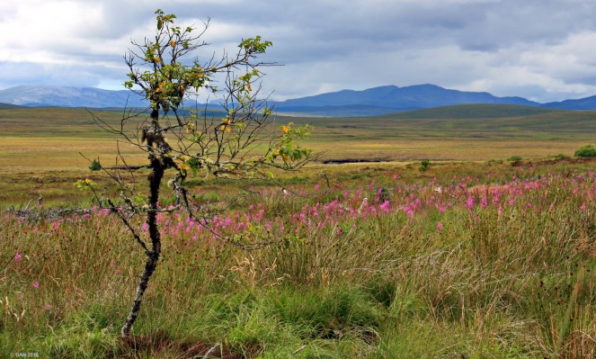 North of Lairg, Sutherland
A view across some of the flow country north of Lairg, Sutherland.  [url=http://streetmap.co.uk/map.srf?X=252592&Y=926512&A=Y&Z=120/] Map location. [/url]
