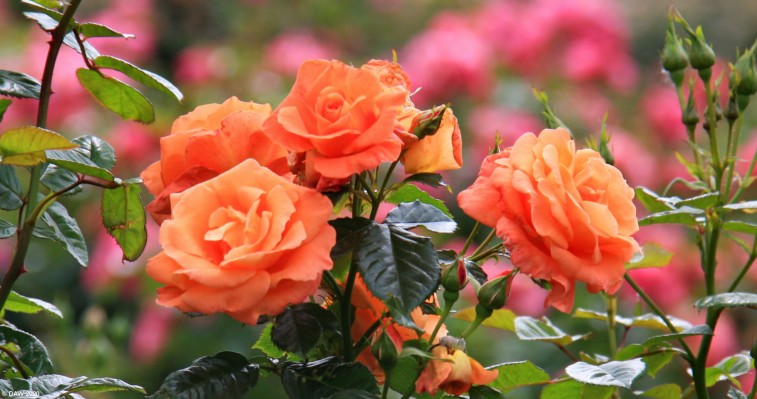 Orange Roses, Tollcross Park, Glasgow
