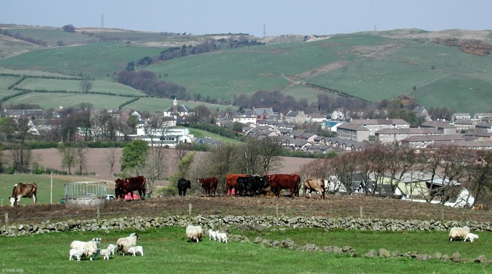Over looking Neilston from Dyke Hill
The Parish Church can be seen left of centre.  The line of trees running up the hill in the background follows the path of Killoch Glen.  [url=http://www.streetmap.co.uk/streetmap.dll?G2M?X=248750&Y=656335&A=Y&Z=3/]Map location[/url]
