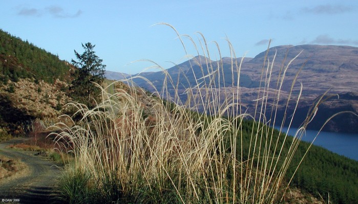 Pampas grass, loch long
Pampas grass growing quite happily on the sides of Am Binnein at Loch Long.  Normally a resident of south America presumably the seeds have been carried here on a tyre tread from someone's front garden.   [url=http://www.streetmap.co.uk/map.srf?X=219672&Y=690374&A=Y&Z=115/] Map location. [/url]
