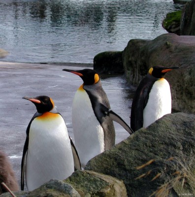 Internees at Edinburgh Zoo
There's an old joke that says Edinburgh Zoo puts the name of the animals on the cage but Glasgow Zoo has the recipe, sadly, Glasgow Zoo closed several years ago. These King Penguins are part of a self sustaining coloney that have been at Edinburgh Zoo since 1910.
