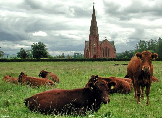 Penpont Church
Penpont is another charming little village you pass through on the road to Moniaive, even the cattle are colour coordinated to match the Church.  Kirkpatrick Macmillan, a blacksmith who invented the bicycle was born here in 1813.  [url=www.multimap.com/map/browse.cgi?lat=55.1917&lon=-3.8616&scale=100000&icon=x] Map location[/url]
