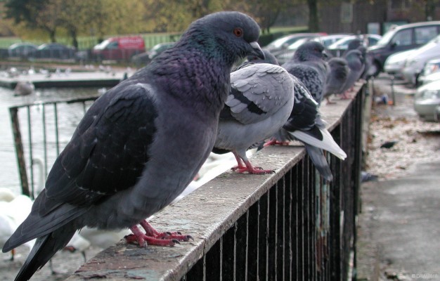 Pigeons, Hogganfield Loch
Pigeons line up waiting for lunch time scraps at Hogganfield Loch.  [url=http://www.streetmap.co.uk/map.srf?X=263900&Y=667140&A=Y&Z=120/] Map location. [/url]
