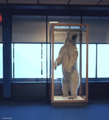 Polar Bear, Anchorage Airport, Alaska, 1985
This is what greets you as you step off a long trans-oceanic flight at Anchorage Airport,  Luckily it had already eaten and was stuffed.  I've been told by someone who has been there since that it still stands guard.
