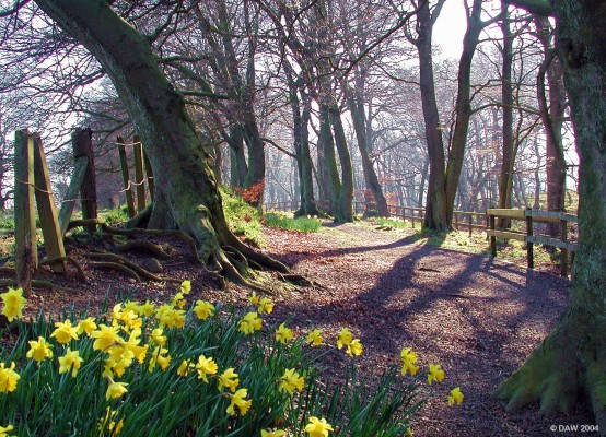 Pollick Glen, Uplawmoor, in spring
