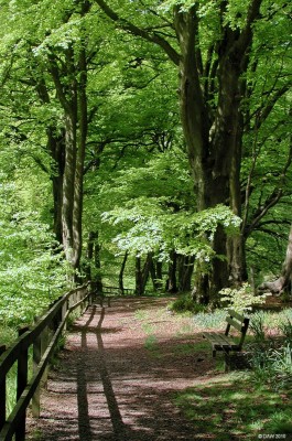 Pollick Glen, Uplawmoor
Pollick Glen in summer [/url=http://www.streetmap.co.uk/map.srf?X=243470&Y=655025&A=Y&Z=115/] Map location. [/url]
