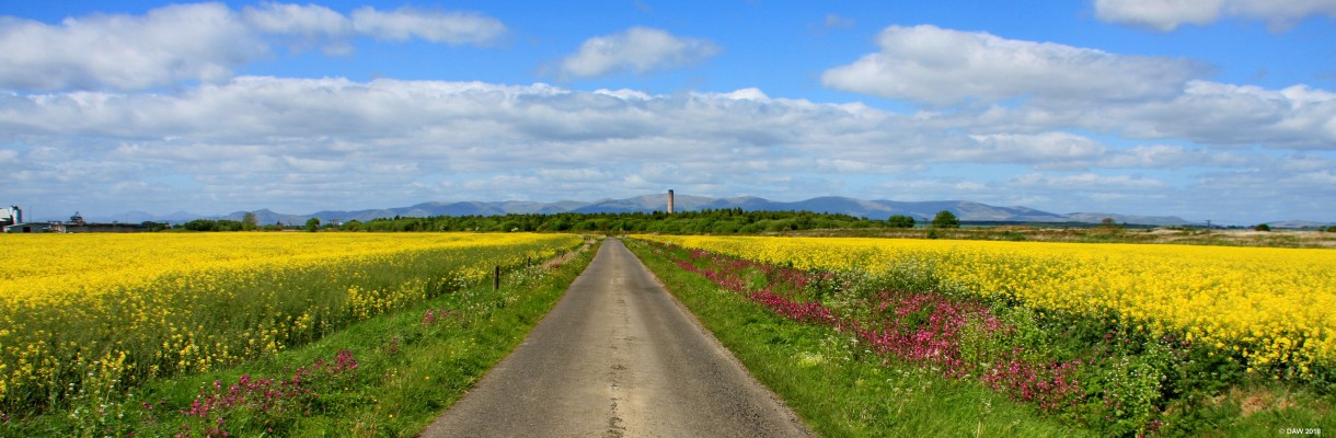 Rape seed near Grangemouth
Looking north, the distant chimney is that of the now closed Longannet Power Station.  [url=http://streetmap.co.uk/map.srf?X=296842&Y=680396&A=Y&Z=115/] Map location. [/url]
