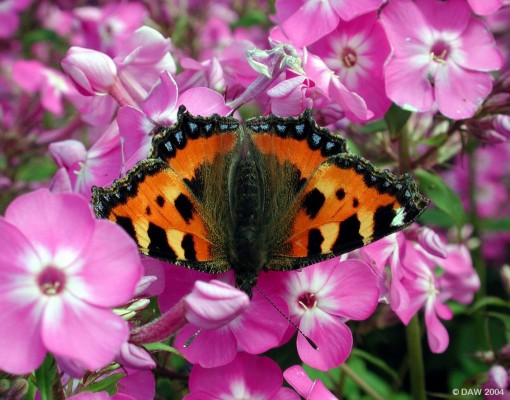 Tortoiseshell Butterfly, Threave Gardens, Castle Douglas
