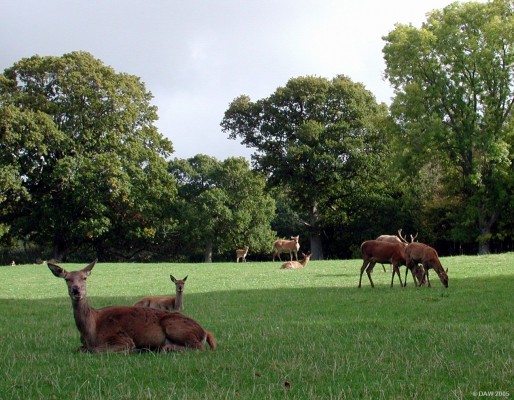 Red Deer at Culzean Country Park
