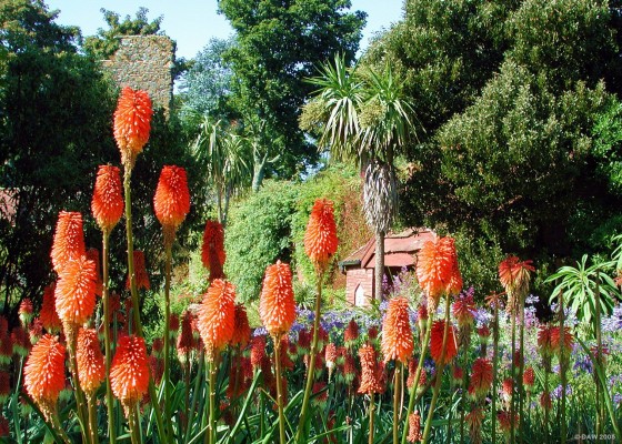 Red hot pokers, Logan Gardens, Mull of Galloway
