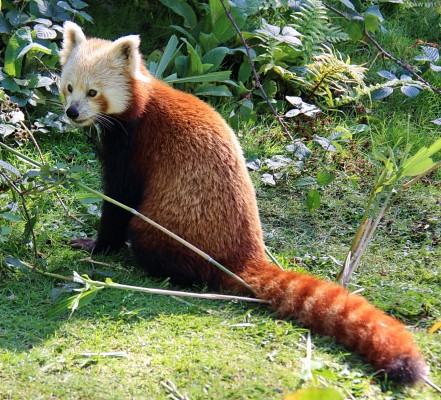 Red Panda, Galloway Wildlife Park
One of the Red Pandas at the former Galloway Wildlife park near Kirkcudbright
