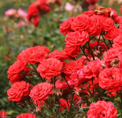 Red Roses, Tollcross Park, Glasgow
