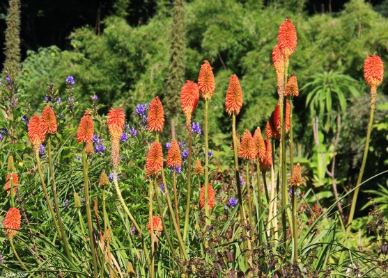 Red hot pokers, Achamore Garden, Gigha
Although maybe not in pristine condtion Achamore Gardens still have a charm of their own and well worth the trip over to Gigha to see them. [url=http://streetmap.co.uk/map.srf?X=164231&Y=647843&A=Y&Z=120/] Map location. [/url]
