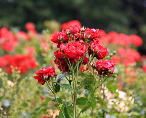 Red Roses, Tollcross Park, Glasgow
The international trial rose beds at Glasgow Tollcross park.
