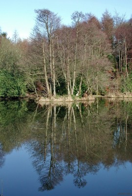 Reflections, Finlaystone
Reflections in the pond at Finlaystone Country estate on a bright winter day. [url=http://www.streetmap.co.uk/map.srf?X=236520&Y=673369&A=Y&Z=120/] Map location. [/url]
